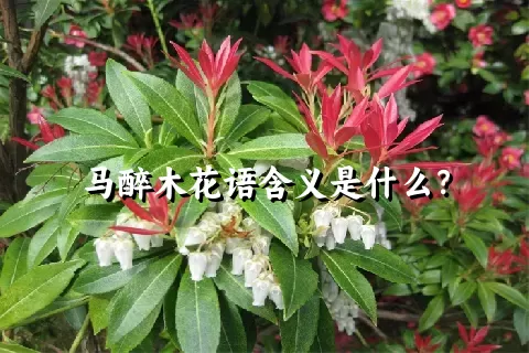 马醉木花语含义是什么？