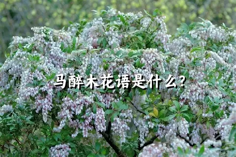 马醉木花语是什么？