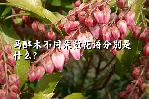 马醉木不同朵数花语分别是什么？