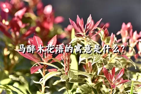 马醉木花语的寓意是什么？