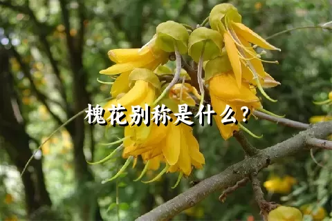 槐花别称是什么？