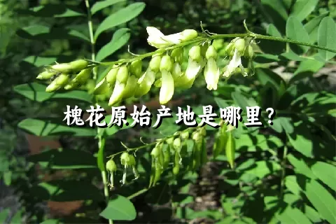 槐花原始产地是哪里？