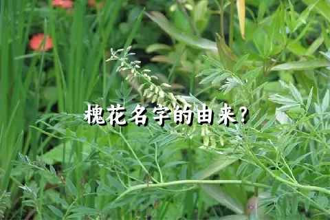 槐花名字的由来？