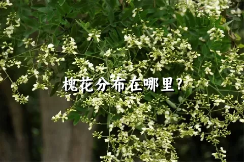 槐花分布在哪里?