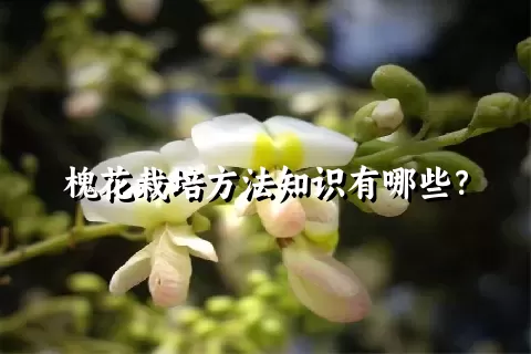 槐花栽培方法知识有哪些？