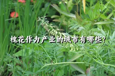 槐花作为产业的城市有哪些？