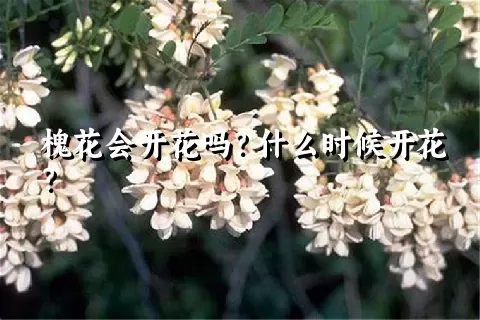 槐花会开花吗？什么时候开花？