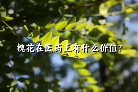 槐花在医药上有什么价值？