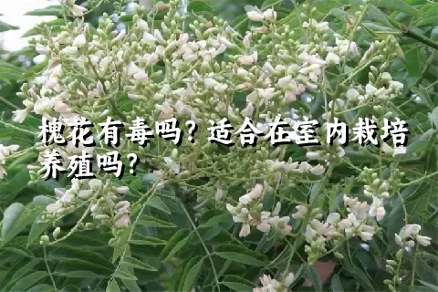 槐花有毒吗？适合在室内栽培养殖吗？