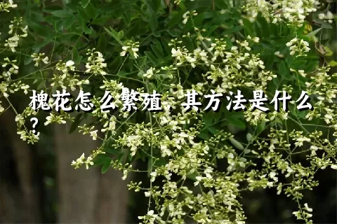 槐花怎么繁殖，其方法是什么？