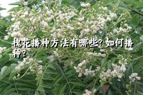 槐花播种方法有哪些？如何播种？