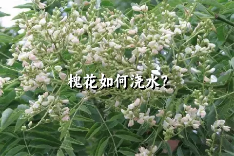 槐花如何浇水？