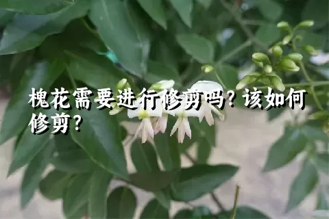 槐花需要进行修剪吗？该如何修剪？