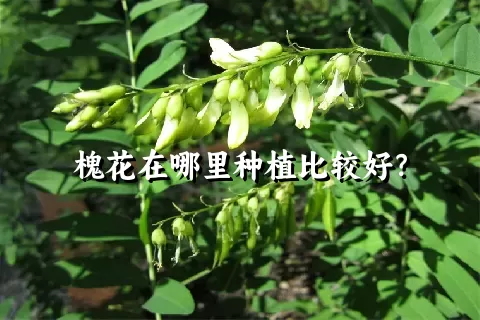 槐花在哪里种植比较好？