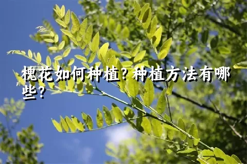 槐花如何种植？种植方法有哪些？