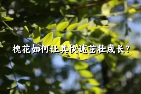 槐花如何让其快速茁壮成长？