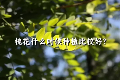 槐花什么时候种植比较好？