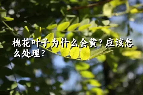 槐花叶子为什么会黄？应该怎么处理？