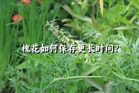 槐花如何保存更长时间？