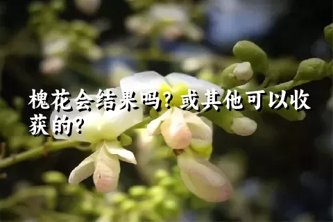 槐花会结果吗？或其他可以收获的？