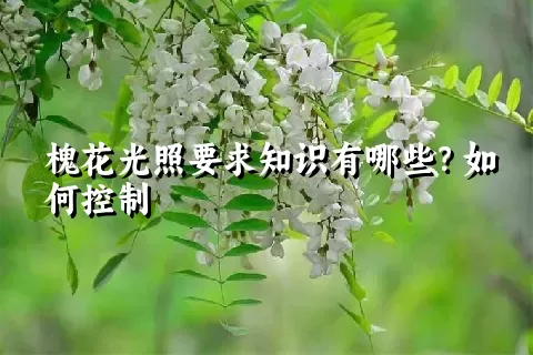 槐花光照要求知识有哪些？如何控制