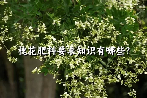 槐花肥料要求知识有哪些？