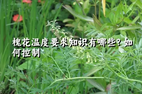 槐花温度要求知识有哪些？如何控制