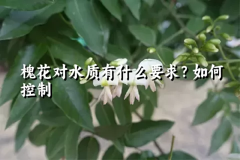 槐花对水质有什么要求？如何控制