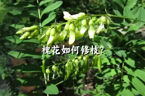 槐花如何修枝？