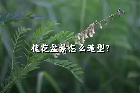 槐花盆景怎么造型？