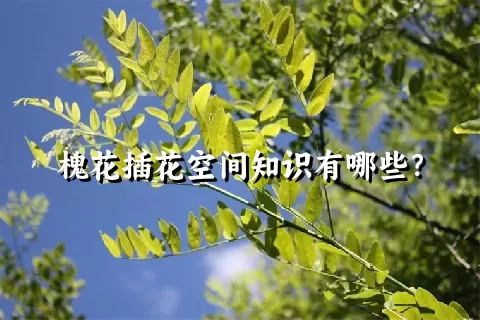 槐花插花空间知识有哪些？