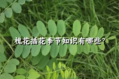 槐花插花季节知识有哪些？