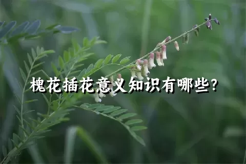 槐花插花意义知识有哪些？