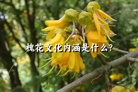 槐花文化内涵是什么？