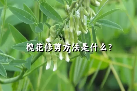 槐花修剪方法是什么？