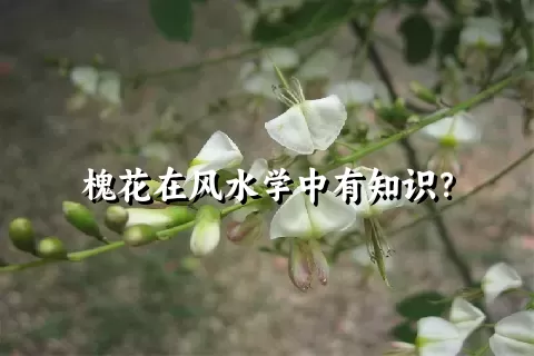 槐花在风水学中有知识？