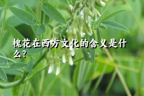 槐花在西方文化的含义是什么？