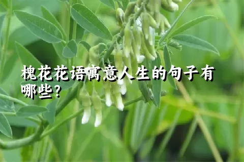 槐花花语寓意人生的句子有哪些？