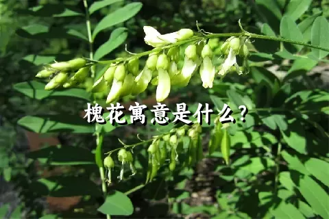 槐花寓意是什么？