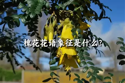 槐花花语象征是什么？