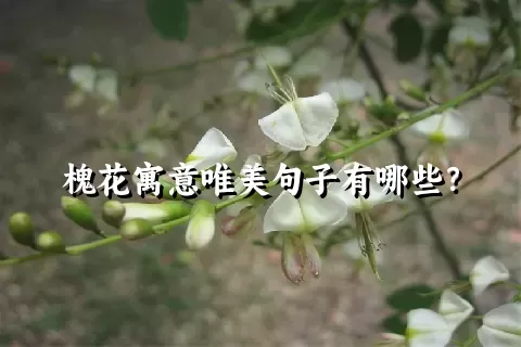 槐花寓意唯美句子有哪些？