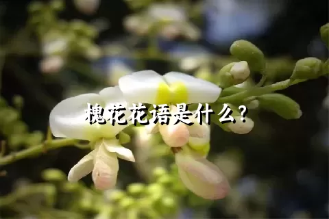 槐花花语是什么？