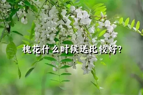 槐花什么时候送比较好？