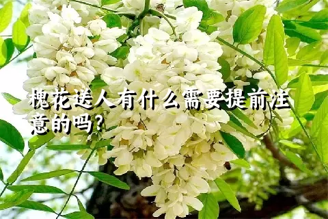 槐花送人有什么需要提前注意的吗？