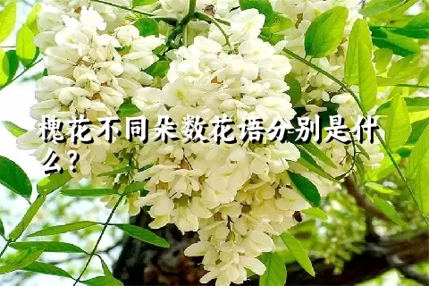 槐花不同朵数花语分别是什么？