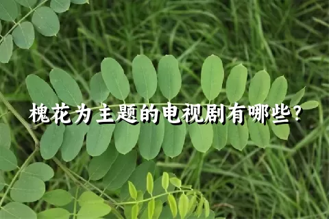 槐花为主题的电视剧有哪些？