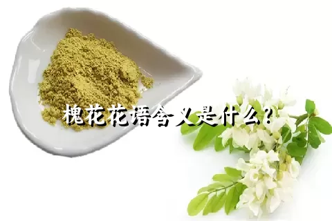 槐花花语含义是什么？