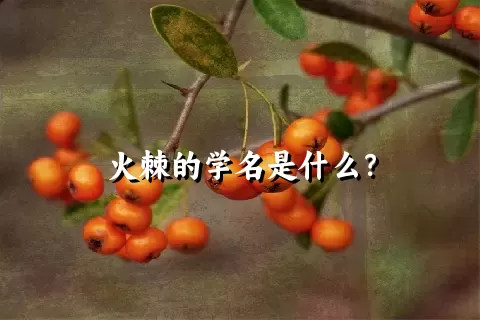 火棘的学名是什么？