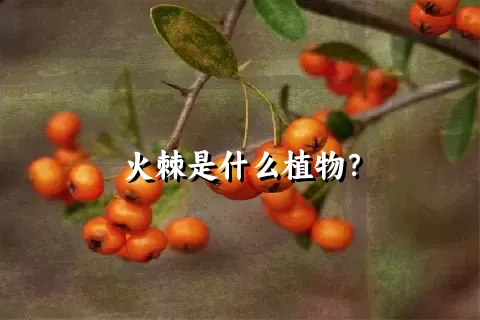 火棘是什么植物？