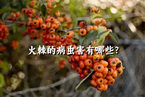 火棘的病虫害有哪些？